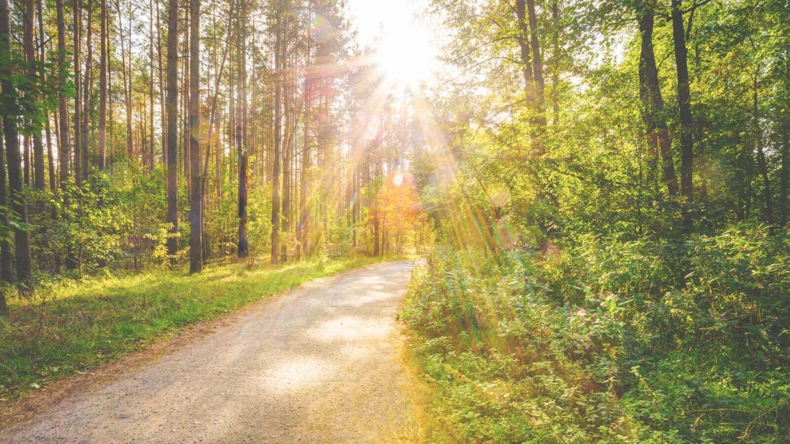 Forest path leading toward warm sunlight representing hope and healing through depression therapy in Greenwood Village and Centennial