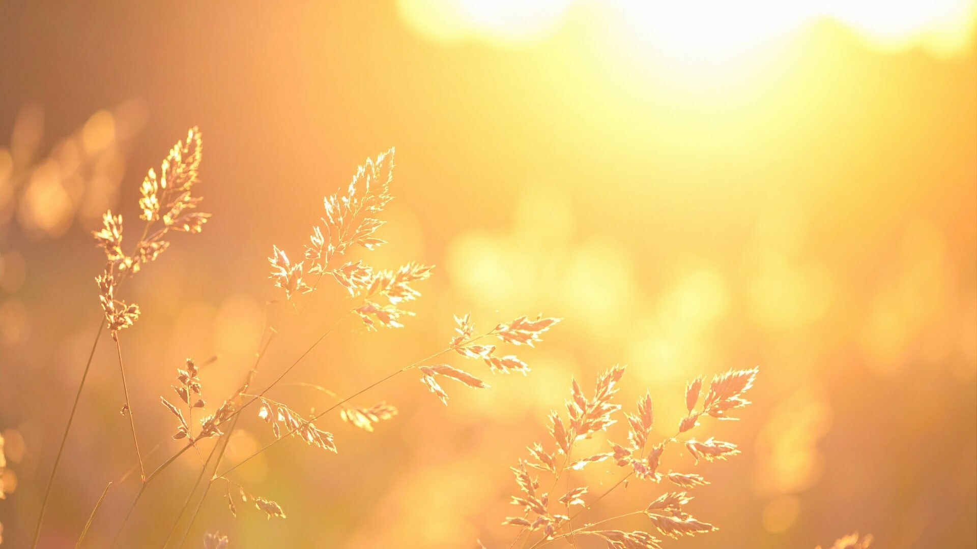 Sunlit field representing hope through faith crisis counseling